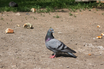 Pigeon pecking white bread in the trash
