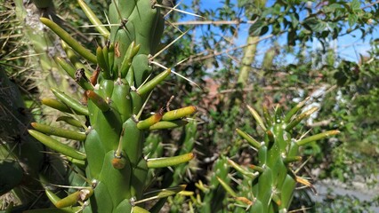 Austrocylindropuntia Opuntia cylindrica the cane cactus is a species of flowering plant in the family Cactaceae It is native to Colombia Ecuador and Peru and it has been introduced to the Canary