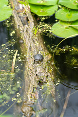 Turtle at the Blumengaerten Hirschstetten in Vienna, Austria