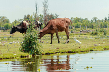 Chinampas