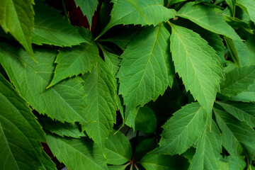Fototapeta na wymiar Dark green leaves close-up, a symbol of ecology