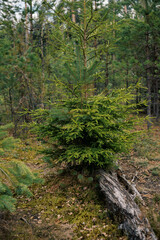 Spring forest. Belarus landscape.