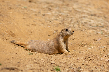 black tailed prairie dogs