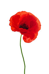 Bright red poppy flower isolated on white background