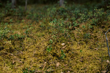 Young blueberry bushes in Belarus forest, Vitebsk region, Belarus
