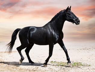 black stallion in nature