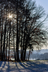 trees in the snow