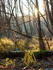 autumn in the forest