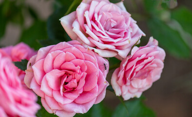 Garden Roses from Southern Brazil.	