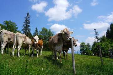 Kühe auf der Salober Alm