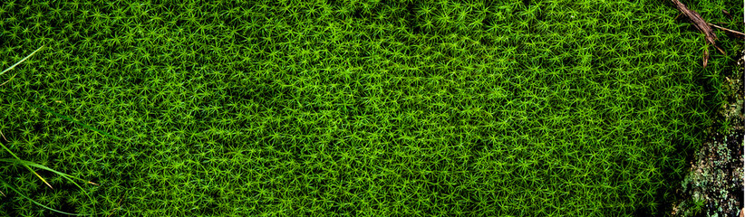 Beautiful background from moss for wallpaper. Beautiful green moss in the forest, moss closeup