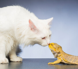 looking, portrait, fur, bearded dragon, kitty, studio, companion, care, friends, together, friend,...