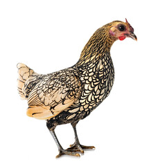 Sebright chicken in studio