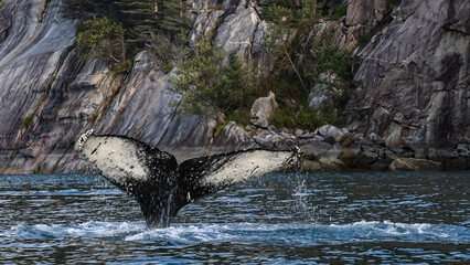 Buckelwal, Fluke, Ozean, Pazifik, Felsen, Kanada © Mitschi