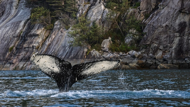 Buckelwal, Fluke, Ozean, Pazifik, Felsen, Kanada