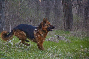 German Shepherd dog enjoying the lake adventures