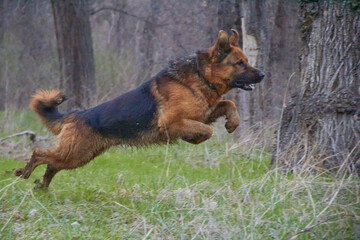 German Shepherd dog enjoying the lake adventures