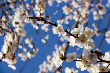 Selective focus of beautiful branches of white blossoms on the tree under blue sky, Beautiful Sakura flowers during spring season in the park, Floral pattern texture, Nature background.