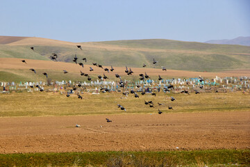 Fototapeta na wymiar a flock of birds flies against the background of mountains with a cemetery