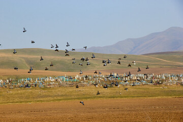 Fototapeta premium a flock of birds flies against the background of mountains with a cemetery