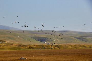 a flock of birds flies against the background of mountains with a cemetery