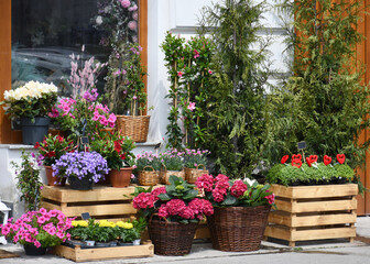 Flower shop products: hydrangeas in the foreground and carnations behind them in wicker baskets,marigolds,other flowers in cups in and on wooden boxes next to it, on a wall,a window with other flowers