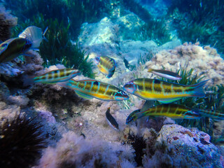 Ornate wrasse (Thalassoma pavo) undersea, thalassoma fish, Close up ornate wrasse fish underwater, Ornate Wrasse Thalassoma pavo in Mediterranean Sea in jijel Algeria North Africa, Mediterranean fish.