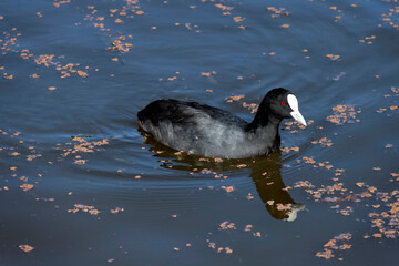 Eurasian Coot, Sydney, Australia
