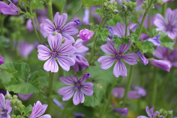 Mauve purple, common mallow flowers. Malva Sylvestris.