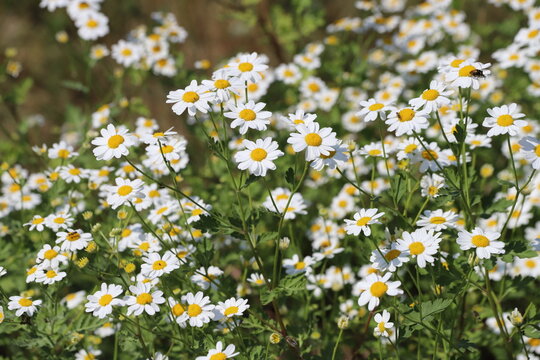 Tanacetum parthenium. white and yellow feverfew flowers.