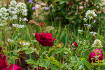 Obraz premium roses in the garden