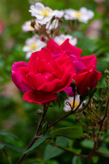 red rose in garden