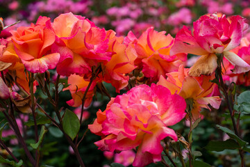 pink roses in a garden