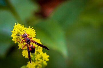 Wasp