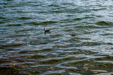 Silver Gull (Chroicocephalus novaehollandiae)