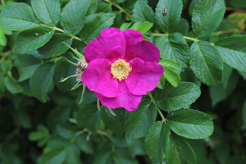 Japanese rose, rosa rugosa in the garden.