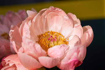 Blossoming pink peonies up close on a blurred background.