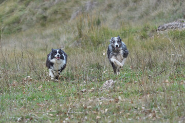 The border collies in the forest