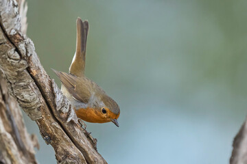Thr european robin in the branch