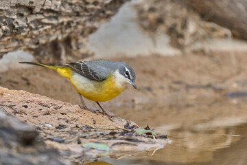 grey wagtail on the rock of the pond