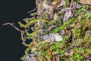 Mossy wood on a black background