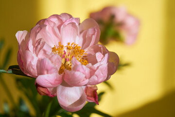 Fototapeta na wymiar A huge blossoming pink peony against the background of a yellow wall.