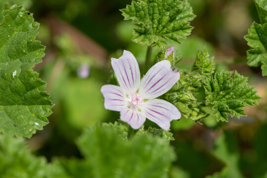 Macro shot of a common mallow (malva neglecta) flower in bloom