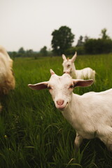 Saanan dairy goats on a small farm in Ontario, Canada.