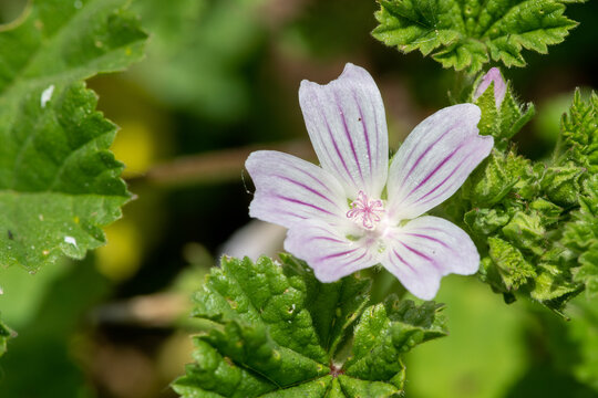 Macro shot of a common mallow (malva neglecta) flower in bloom