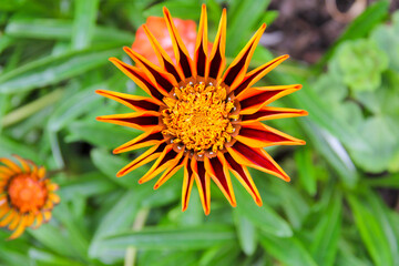 Natures perfect symmetry in its full beauty.Bright orange flower opening in the sunshine a lovely specimen of nature at its best .
