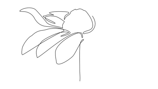 Animated self drawing of single continuous line draw for a beautiful flower on a white background. flower design in simple linear style. Plant design concept animation. full length animation