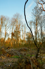 Upright photo of overstayed undergrowth after storm in woodland in golden light of sunset