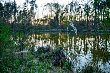 It reflects the trees and the orange sunset in a densely overgrown green forest lake