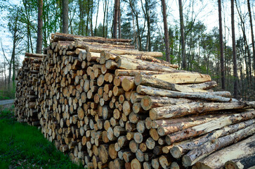 Large pile of logs without bark on a forest path with a view into the green forest